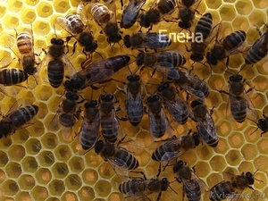 Пчелопакеты - Карпатка. - Изображение #2, Объявление #652505