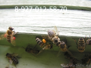 Пчелопакеты - Карпатка. - Изображение #1, Объявление #652505