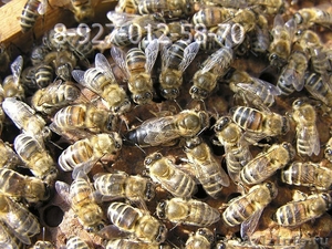 Пчелопакеты - Карпатка. - Изображение #3, Объявление #652505