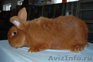 Продаем кроликов породы Новозеландская красная - Изображение #5, Объявление #694979