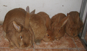Продаем кроликов породы Новозеландская красная - Изображение #2, Объявление #694979