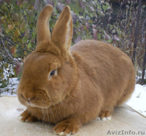 Продаем кроликов породы Новозеландская красная - Изображение #3, Объявление #694979