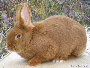 Продаем кроликов породы Новозеландская красная - Изображение #4, Объявление #694979