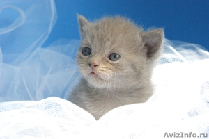 Британские короткошёрстные котятаот питомника "Биг Бен" - Изображение #3, Объявление #718443