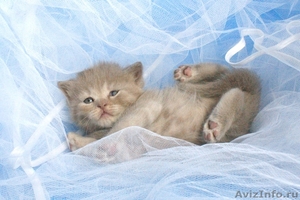 Британские короткошёрстные котятаот питомника "Биг Бен" - Изображение #1, Объявление #718443