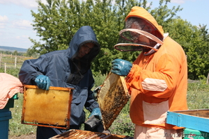 Продам мед с собственной пасеки. Урожай 2012 и 2011 гг. - Изображение #1, Объявление #709302
