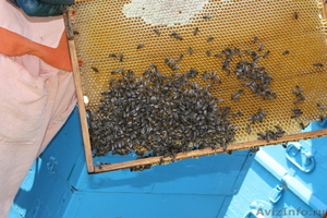 Продам мед с собственной пасеки. Урожай 2012 и 2011 гг. - Изображение #3, Объявление #709302