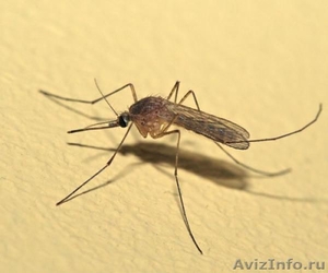 Обработка участка от комаров, Уничтожение комаров,клещей в Самаре - Изображение #1, Объявление #893659