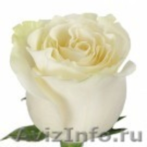 Розы Эквадора,Цветы от "Виктории",Цветы оптом - Изображение #1, Объявление #1015896