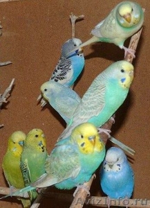 Крымские попугаи мелким оптом. Авто доставка - Изображение #1, Объявление #1224457